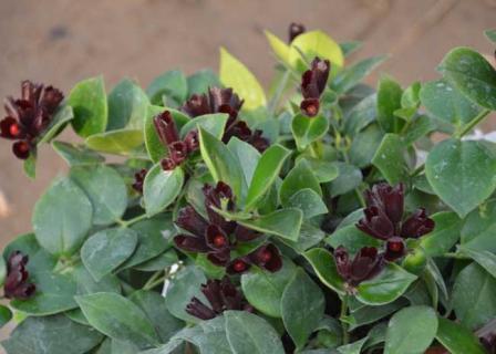 口红吊兰（口红吊兰一年开几次花）