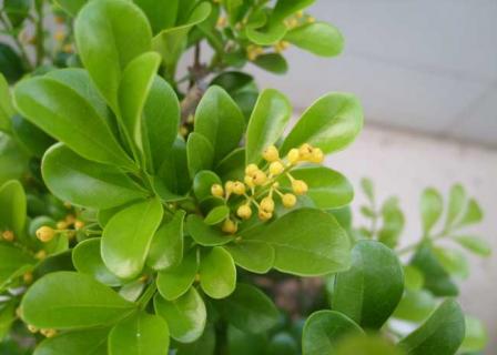 米兰花 米兰花图片