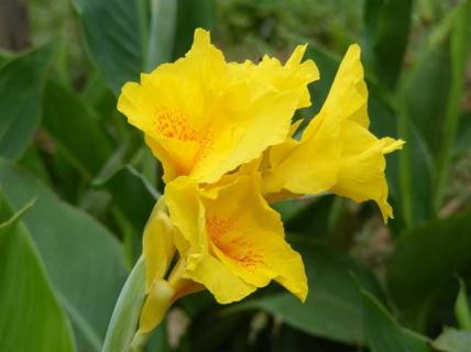 美人蕉图片 美人蕉图片和介绍