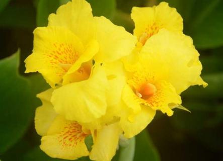 大花美人蕉 大花美人蕉和美人蕉区别