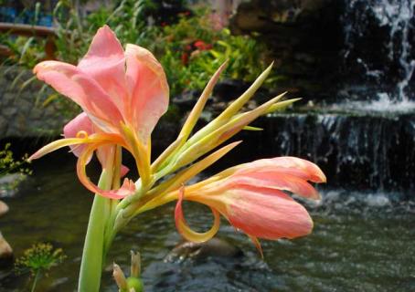 水生美人蕉(水生美人蕉可以种在水里吗)