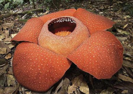 大王花 大王花之虫惑魔