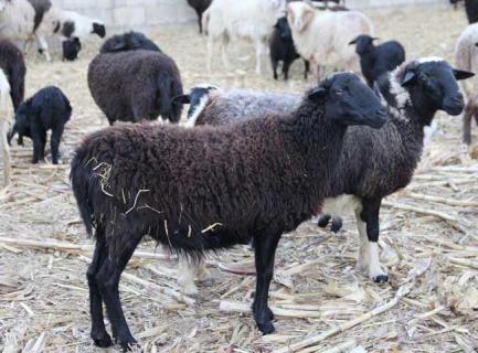 乌骨羊 乌骨羊产地在哪里