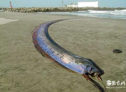 皇带鱼（皇带鱼简笔画）