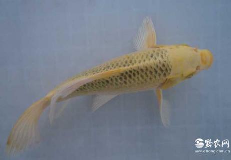 黄金锦鲤（黄金锦鲤能长多大）