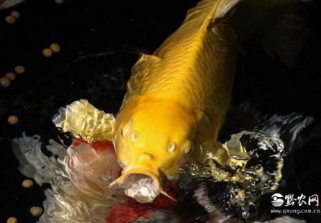 黄金锦鲤图片 黄金锦鲤的图片