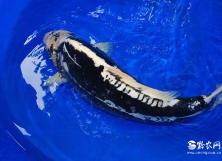 九纹龙锦鲤 九纹龙锦鲤属于哪类