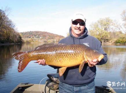 亚洲鲤鱼 亚洲鲤鱼为什么不能吃