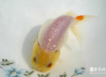 玉兔金鱼图片（玉兔苗金鱼）