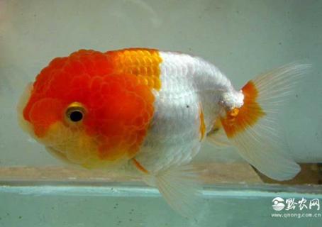 鹅头红金鱼图片 鹅头红金鱼价格多少钱一条