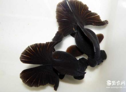 墨龙睛图片(墨龙睛鱼图片)