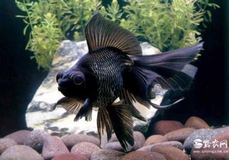 凤尾龙睛图片 龙睛凤眼图片