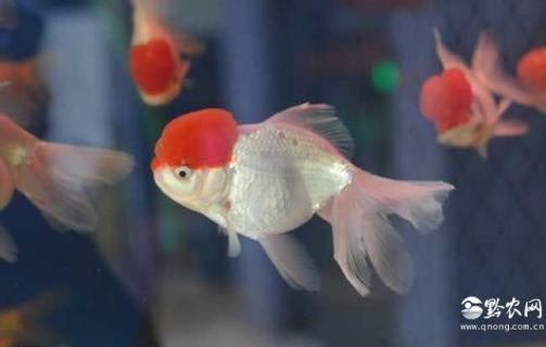 红顶虎头图片 红头壁虎图片