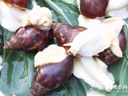 白玉蜗牛图片（白玉蜗牛图片大全）