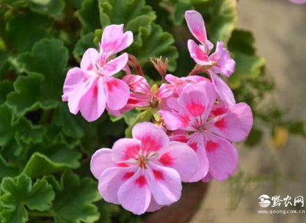 天竺葵图片（公主天竺葵图片）