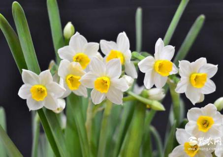 水仙花图片 水仙花图片大全大图 绘画