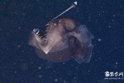 黑角安康鱼(黑角安康鱼有多大)