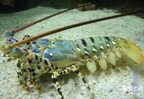 锦绣龙虾 锦绣龙虾二级保护动物