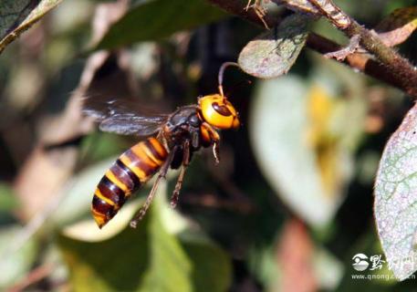虎头蜂（虎头蜂的毒性有多大）
