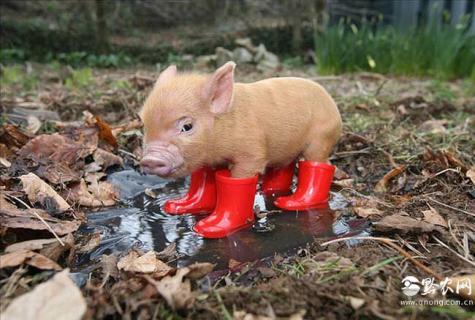 宠物猪（宠物猪图片）