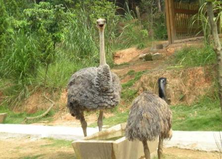 特种养殖(特种养殖营业执照怎么办)