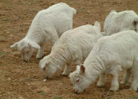 养殖业 养殖业会计全套账务处理