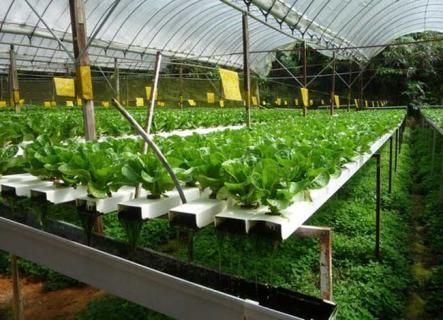 水培蔬菜（水培蔬菜怎么种植）