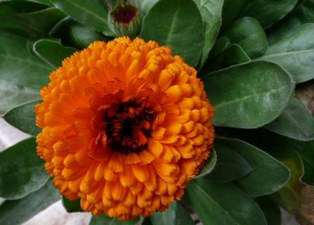 金盏菊(金盏菊是多年生还是一年生)