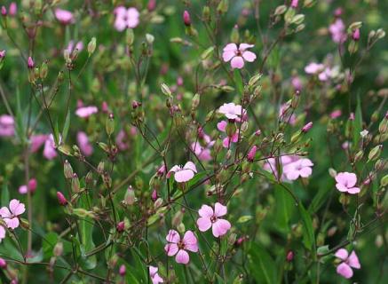 满天星图片(满天星图片 真实)