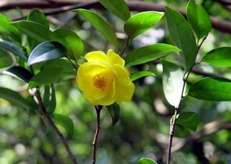 金花茶图片 金花茶图片大全