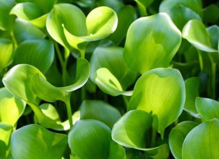 水葫芦图片（水葫芦图片及养殖方法）