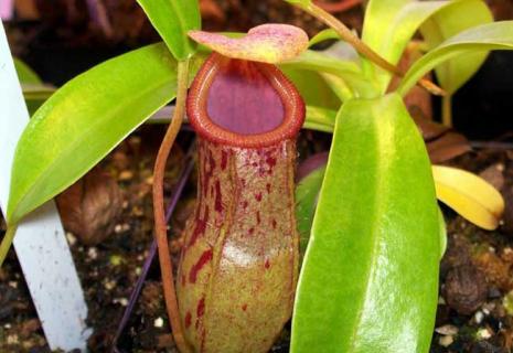 食虫草（食虫草养殖方法和注意事项）