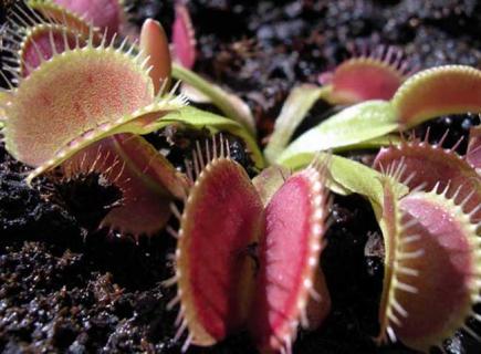 食虫草图片(食虫草图片大全 简单的儿童画)