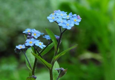 勿忘我花图片（勿忘我花图片大全大图）