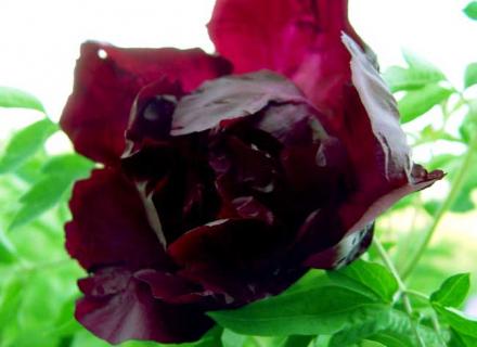 黑牡丹（黑牡丹股票股吧）