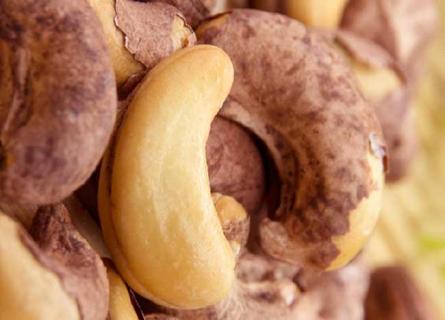 腰果及腰果树图片（腰果树上图片）