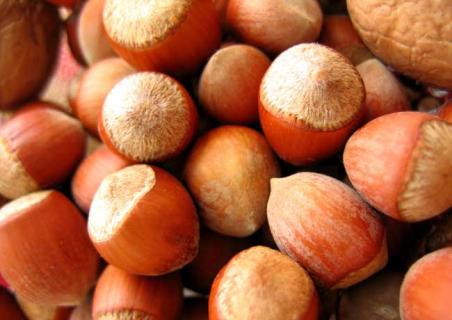 榛子图片欣赏(榛子图片 图画)