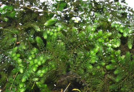 金鱼藻（金鱼藻光合作用产生氧气实验）