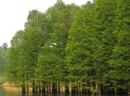 水杉树(水杉树图片)