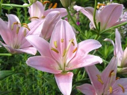 香水百合图片欣赏 香水百合的图片