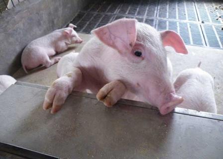 猪的图片大全(猪的图片大全可爱)