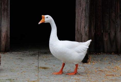 白鹅图片大全（白鹅图片大全高清图片）