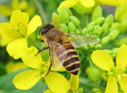 昆虫图片欣赏（昆虫图片资料）