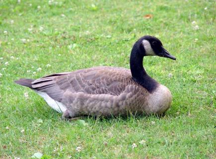 鸭图片欣赏(鸭图片大全大图图片欣赏)