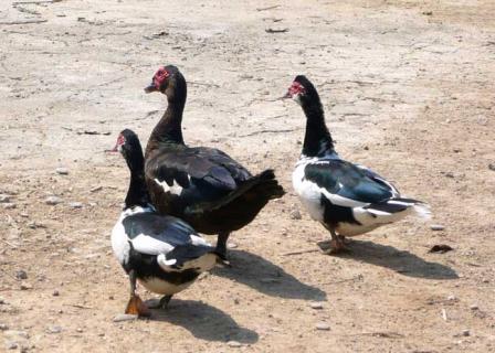 番鸭图片欣赏 番鸭小鸭图片