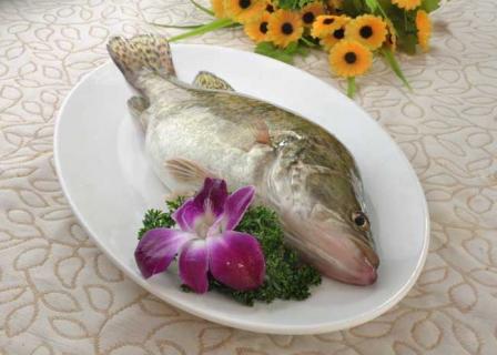 桂鱼图片 桂鱼图片大全 图片高清