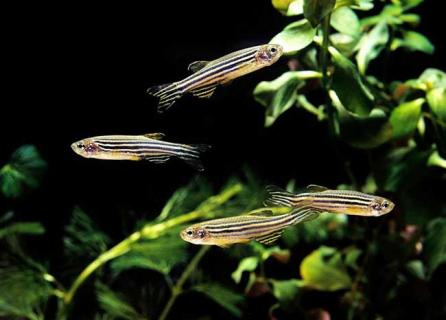 斑马鱼（斑马鱼养殖方法和注意事项）