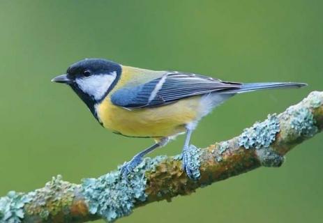 大山雀的饲养技术 大山雀用什么笼养