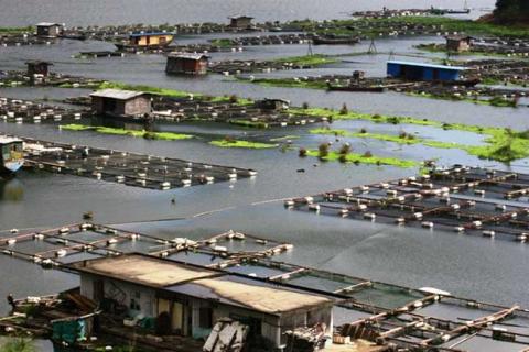 淡水养殖(淡水养殖什么最赚钱)