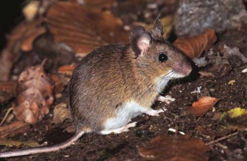 老鼠图片（老鼠图片卡通）